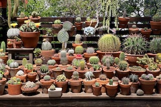 Fan de las suculentas. Atesora en su balcón una colección de 500 plantas