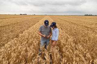 UE recorta previsiones de exportación de trigo blando para 2025/26, aumenta proyección existencias