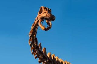 Se despide uno de los dinosaurios más grandes, un museo atípico y un paseo en tranvía