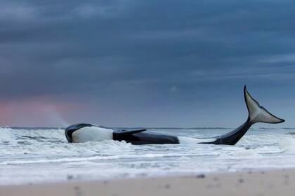 "Último suspiro", de Lennart Verheuvel. muestra la muerte de una orca en la costa de Cadzand-Bad