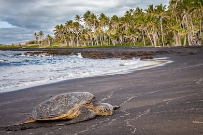 Un 25% de las especies americanas están en riesgo de extinción
