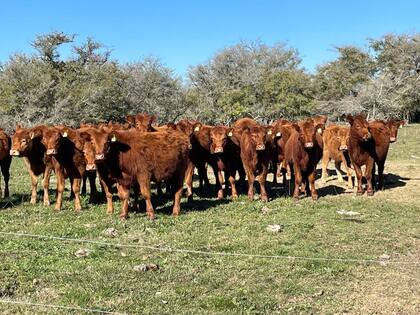 Un 56% de los productores piensa que es un buen momento para invertir en ganadería, fundamentalmente, en la compra de vientres para
incrementar el stock