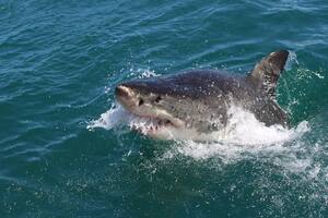 Una estadounidense murió víctima del ataque de un tiburón en Bahamas