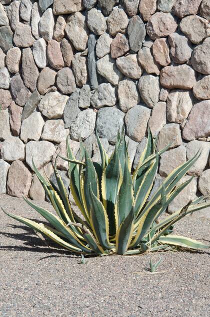 Un Agave americana como punto focal de este patio seco.