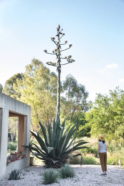 Un Agave salmiana var. ferox con su primera y última floración en 20 años.