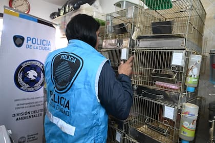 Un agente de la Policía de la Ciudad inspecciona las jaulas metálicas apiladas donde se encontraban los erizos africanos, junto al cartel de la División Delitos Ambientales