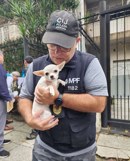 Un agente del Ministerio Público Fiscal rescata a un perro chihuahua que vivía en condiciones insalubres en el criadero ilegal
