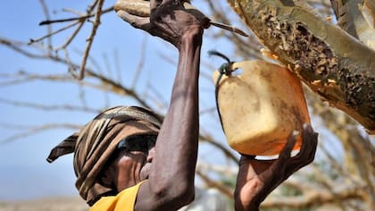 Un agricultor de Bosaso, Somalia, recoge "lágrimas" de olíbano de un árbol de Boswellia.