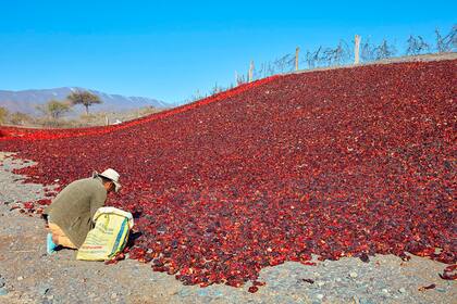 Un agricultor local cosecha pimientos secos en Payogasta, Valle Calchaquí , provincia de Salta - © Nicholas Tinelli / Argentina Photo Workshops