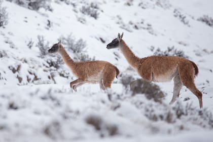 Un agua que se origina en un ambiente 100% natural.
