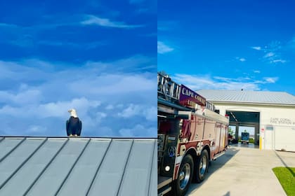 Un águila calva apareció durante el minuto de silencio del 11-S en Florida