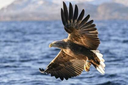 Un águila de cola blanca pescando en Noruega