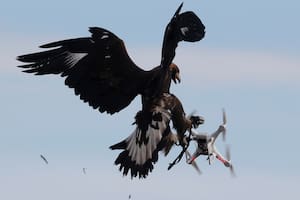 De delfines kamikazes a águilas que interceptan drones, cómo se reconvirtió el uso de animales en las guerras
