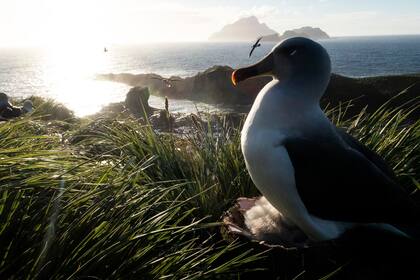 Un albatros adulto cabeza gris está sentado en su nido en la Isla de los Pájaros
