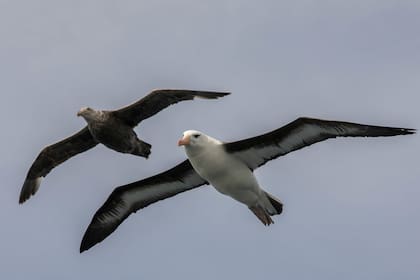 Un albatros de ceja negra y un petrel gigante