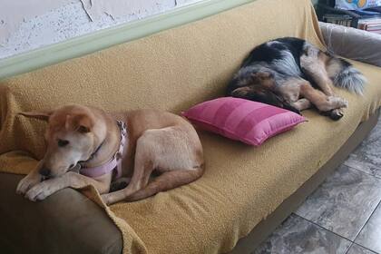 Un almohadón rosa fue la solución al pequeño problema que tenían Bianca y su hermano Piquni.