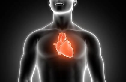 Un alto nivel de triglicéridos en la sangre puede causar el endurecimiento y estrechamiento de las arterias.