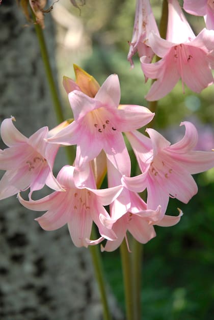 Un Amaryllis con sus flores rosadas y pendulares, anima pastizales y praderas.