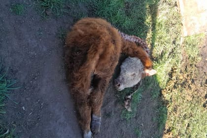 Un animal atacado por los perros en la localidad de Larroque