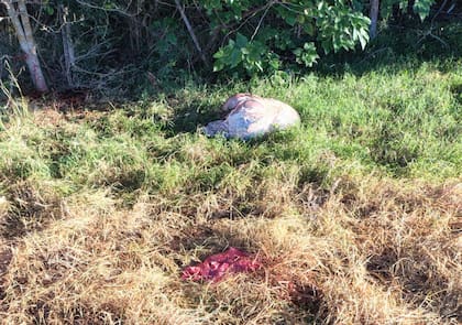 Un animal carneado en un campo