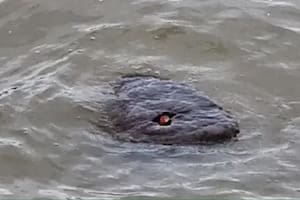 Un animal causó impresión en el Río Támesis y despertó varias teorías