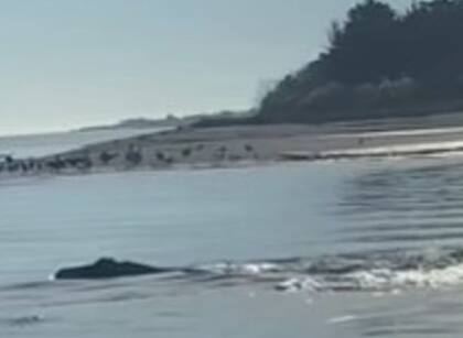 Un animal, con características similares al monstruo del Lago Ness, fue fotografiado en los Estados Unidos