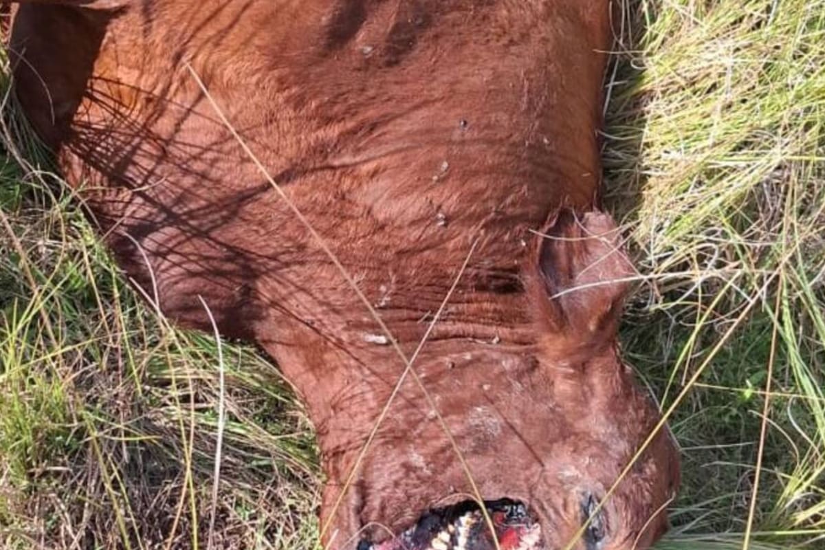 “Eso es muy extraño”: sorpresa por la aparición de animales que presentan cortes perfectos