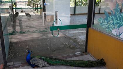 Un animal que parece bastante alejado de su hábitat natural