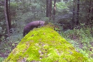 Un animal que se creía extinto fue capturado por una cámara en Pensilvania