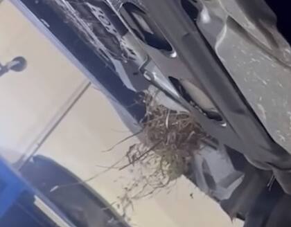 Un animal salvaje salió de un coche durante una inspección en un taller de Texas. (Foto: Daily Mail Cute / YouTube)