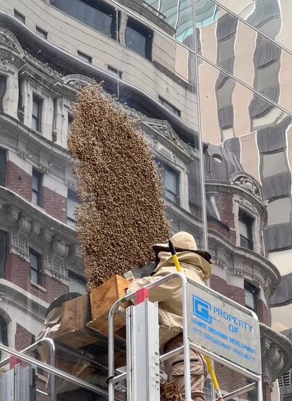 Un apicultor tuvo que entrar en la escena de las miles de abejas en Nueva York