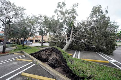 Un árbol arrancado de raíz por los fuertes vientos precedentes al huracán Ian yace en un estacionamiento de un centro comercial en Cooper City, Florida, el 28 el septiembre del 2022.  