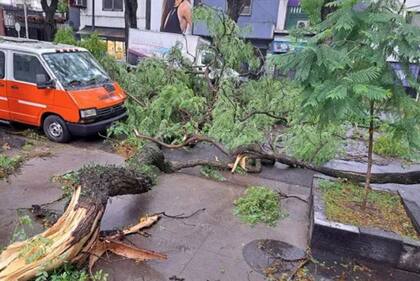 Un árbol caído en Álvarez Thomas y Elcano.