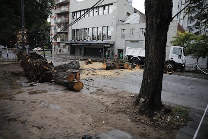 Un árbol caído en Álvarez Thomas y Elcano.