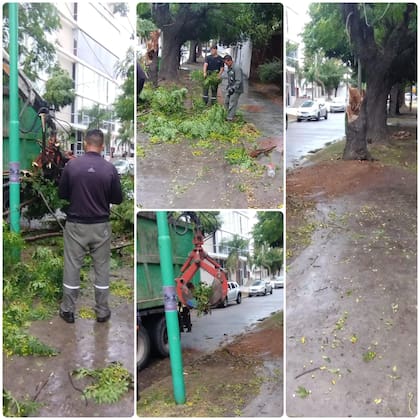 Un árbol caído por fuertes vientos en Ensenada