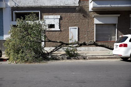 Un árbol caído por las ultimas tormentas en Uruguay al 19