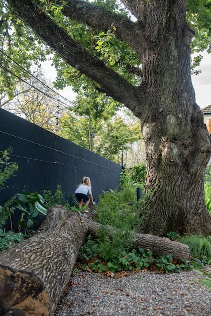 Un árbol caído puede convertirse en juego para los más chicos
