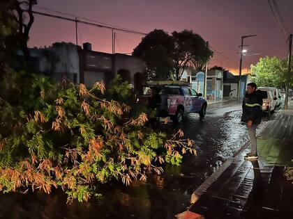 Un árbol caído y la calle inundada en San Luis