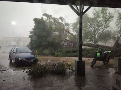 Un árbol cayó al lado de un auto en el temporal de Bahía Blanca