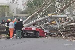 Un árbol cayó en Mendoza y murió una mujer.