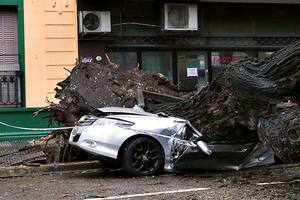 Un árbol cayó sobre un auto en Forest y Olleros