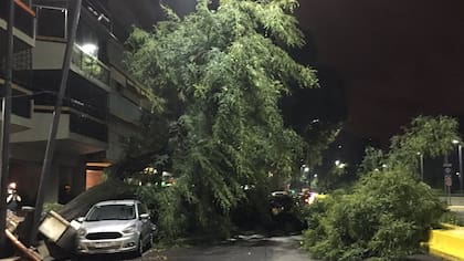 Un árbol cayó sobre un auto en Migueletes y Libertador