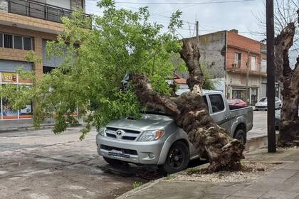 Un árbol cayó sobre una camioneta en Alberti y México