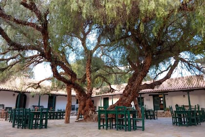 Un árbol de sombra en un patio sin césped.