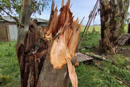 Un árbol destrozado por el temporal