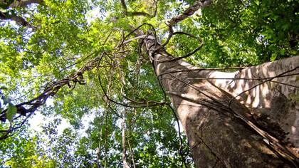Un árbol frondoso, con una copa de 20 metros de diámetro, transpira más de 1.000 litros en un solo día