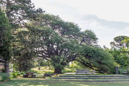Un árbol protagonista que genera un espacio de sombra en este amplio jardín.