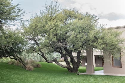 Un árbol puede volverse punto focal del espacio con solo dejar despejado de plantas el entorno