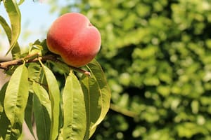 Todo lo que necesitas saber para lanzarte a la aventura de cultivar tus duraznos