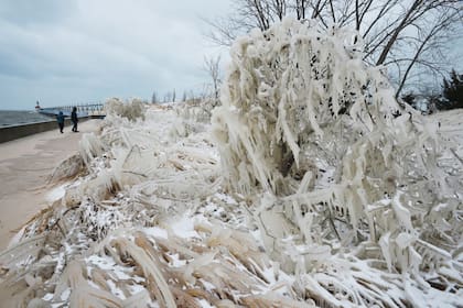 Un arbusto cubierto de hielo en Tiscornia Beach, Michigan